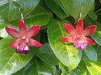 orecchini orchidee naturali in resina eleganti varianti disponibili rosa o viola