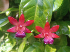 orecchini orchidee naturali in resina eleganti varianti disponibili rosa o viola