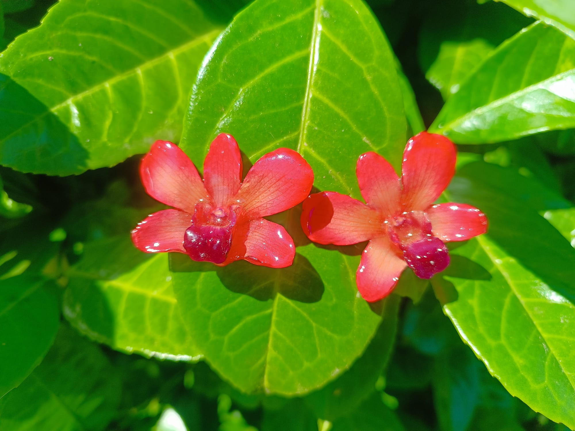 orecchini a lobo artigianali Rachele Falvo con orchidee vere rosse e bordeaux in resina lucida