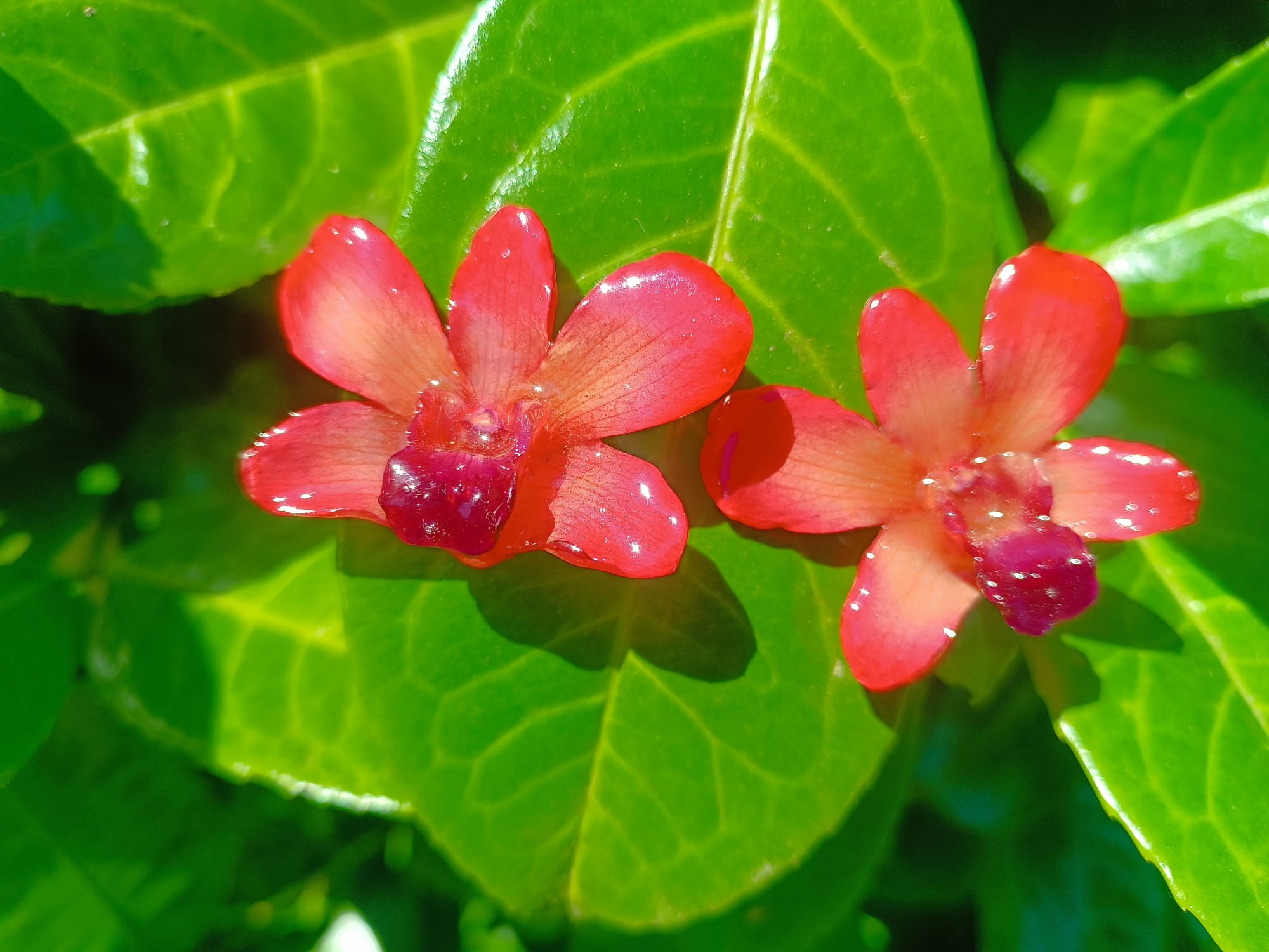 orecchini a lobo artigianali Rachele Falvo con orchidee vere rosse e bordeaux in resina lucida