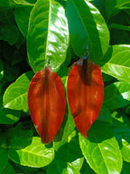 orecchini pendenti maxi artigianali Rachele Falvo realizzati con veri petali di giglio arancione bruciato e ruggine in resina lucida