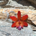 Ciondolo artigianale con vera orchidea marrone e arancio racchiusa in resina trasparente con riflessi di luce, mostrato con catenina in acciaio color oro e color argento.