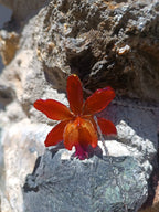 Ciondolo artigianale con vera orchidea marrone e arancio racchiusa in resina trasparente con riflessi di luce, mostrato con catenina in acciaio color oro e color argento.