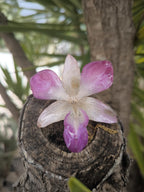 Collier orné d'une véritable orchidée rose et blanche en résine – Bijou unique fait main