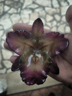 Collana fermacapelli con orchidea Cattleya Regina naturale inglobata in resina gioiello due in uno
