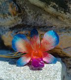 Collana con orchidea naturale azzurra e rossa inglobata in resina e saliscendi oro su bronzo regolabile