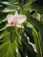 Collana con orchidea bianca naturale in resina con saliscendi oro simbolo purezza