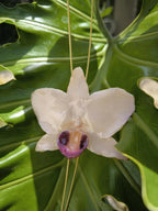 Collana con orchidea bianca naturale in resina con saliscendi oro simbolo purezza