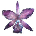 “Collana con orchidea Cattlaya naturale inglobata in resina con saliscendi in argento galvanizzato”