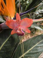 Collana con orchidea Cattleya arancione grande in resina e saliscendi in oro su bronzo