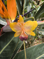 Collana con orchidea Cattleya giallo ambra inglobata in resina