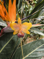 Collana con orchidea Cattleya giallo ambra inglobata in resina