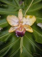 Collana con orchidea Cattleya giallo ambra inglobata in resina