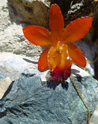 Ciondolo artigianale con vera orchidea marrone e arancio racchiusa in resina trasparente con riflessi di luce, mostrato con catenina in acciaio color oro e color argento.