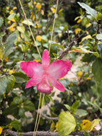 Collana con vera orchidea Cattleya rosa in resina ecologica e saliscendi in oro su bronzo