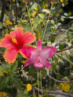 Collana con vera orchidea Cattleya rosa in resina ecologica e saliscendi in oro su bronzo