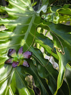 “Collana con orchidea Dendrobium Green Emerald resinata e catenina oro”