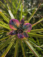 “Collana con orchidea Dendrobium metallic colors inglobata in resina”