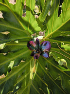 “Collana con orchidea Dendrobium metallic colors inglobata in resina”