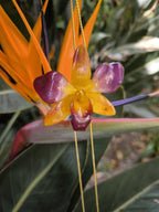 “Collana con orchidea naturale giallo viola inglobata in resina”