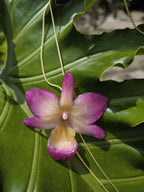 collana orchidea ibrida viola panna in resina elegante