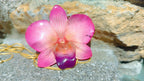 collana orchidea rosa naturale resina saliscendi oro galvanico regolabile anallergica elegante