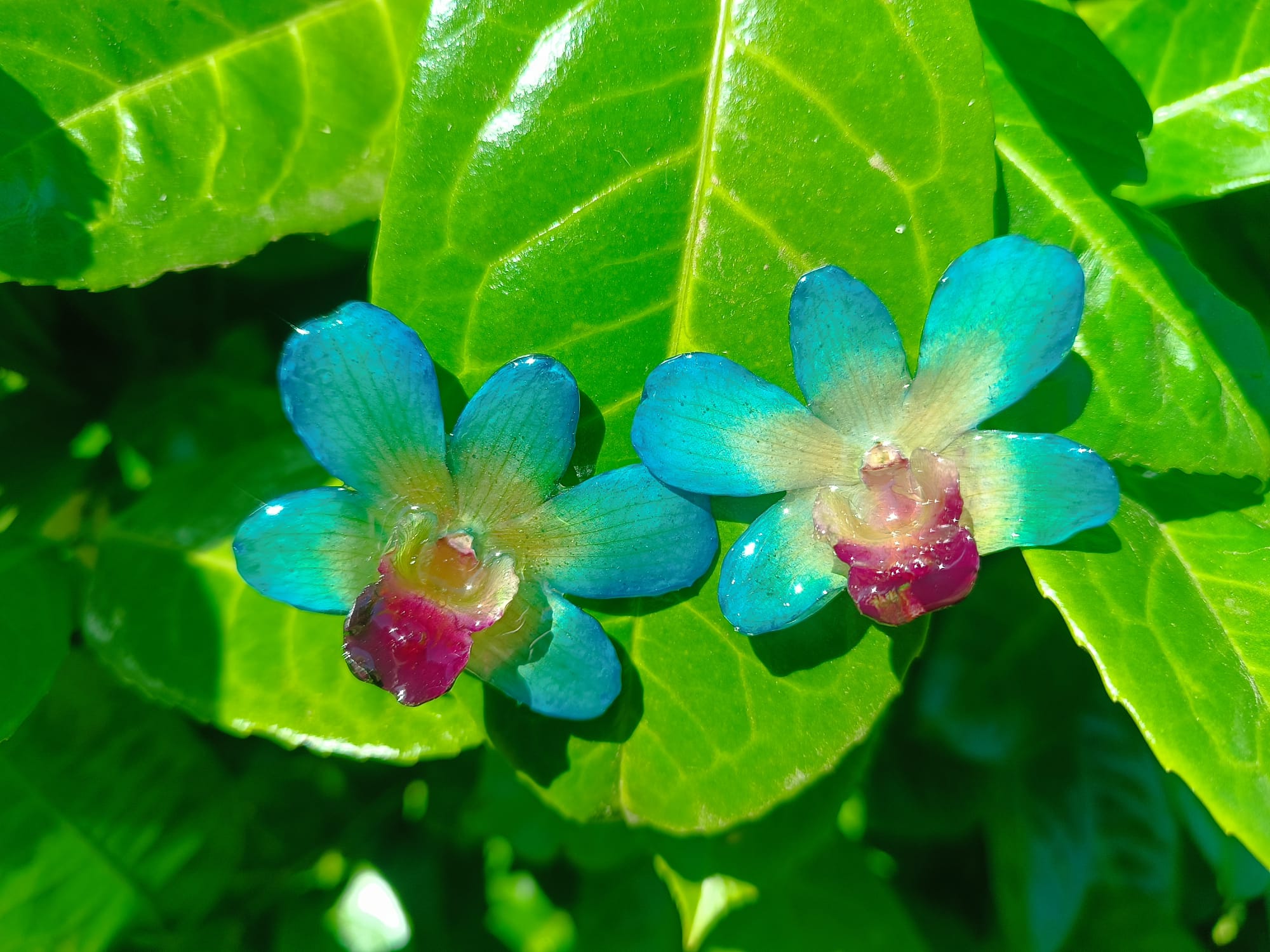 orecchini a lobo artigianali Rachele Falvo realizzati con intere orchidee vere 3D color azzurro verde turchese, teal e centro viola
