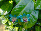 orecchini a lobo artigianali Rachele Falvo realizzati con intere orchidee vere 3D color azzurro verde turchese, teal e centro viola