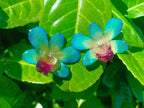 orecchini a lobo artigianali Rachele Falvo realizzati con intere orchidee vere 3D color azzurro verde turchese, teal e centro viola