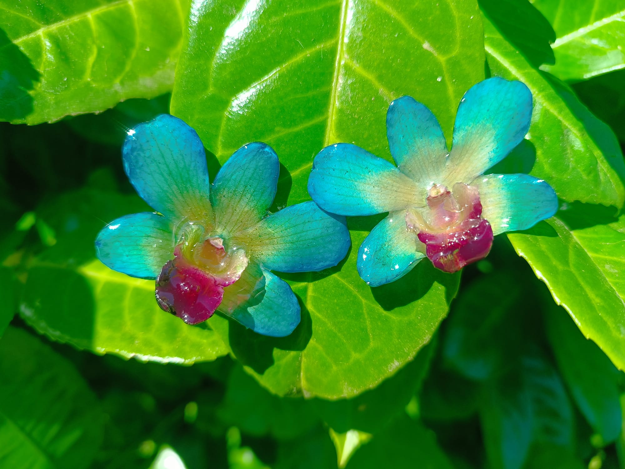 orecchini a lobo artigianali Rachele Falvo realizzati con intere orchidee vere 3D color azzurro verde turchese, teal e centro viola