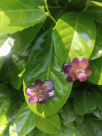 Purple and Turquoise Orchid Resin Earrings with Silver Hooks – Lobe