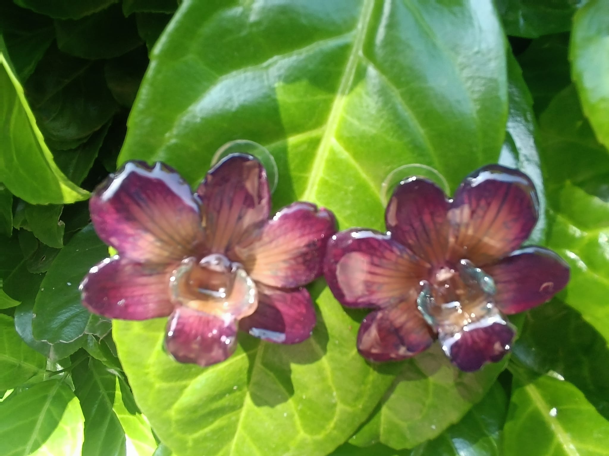 Purple and Turquoise Orchid Resin Earrings with Silver Hooks – Lobe