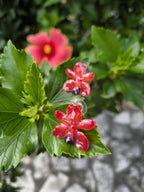 Orecchini con orchidee rosse naturali in resina e ganci in argento anallergici nickel free