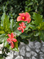 Orecchini con orchidee rosse naturali in resina e ganci in argento anallergici nickel free