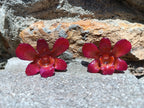 orecchini artigianali Rachele Falvo con un'intera orchidea vera rossa in resina lucida e gancio in argento