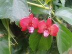 Boucles d'Oreilles Orchidées Naturelles en Résine et Crochets en Argent – Légères et Élégantes