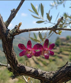 orecchini pendenti artigianali con gancio a monachella in argento e intere orchidee vere viola 3D 