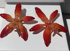 orecchini a perno artigianali Rachele Falvo realizzati con intere orchidee vere arancioni e panna in resina lucida