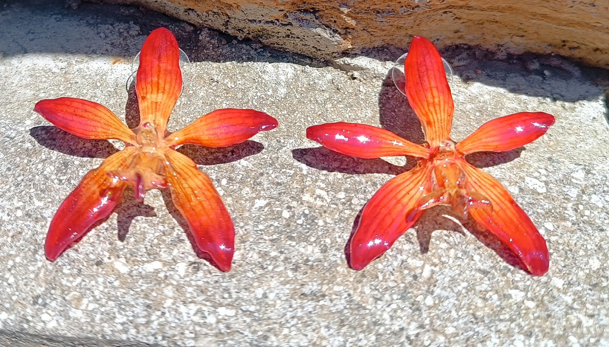 orecchini a perno artigianali Rachele Falvo realizzati con intere orchidee vere arancioni e panna in resina lucida