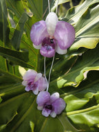 parure orchidea dendrobium resina collana orecchini argento galvanizzato regolabile elegante