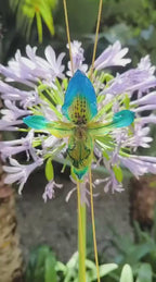 “Collana con orchidea rara Paphiopedilum inglobata in resina”