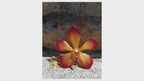 collana orchidea vanda arancio marrone resina catenina oro galvanico elegante