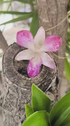 Collana con Vera Orchidea Rosa e Bianca in Resina – Gioiello Artigianale Unico