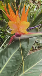 Collana con orchidea Cattleya giallo ambra inglobata in resina