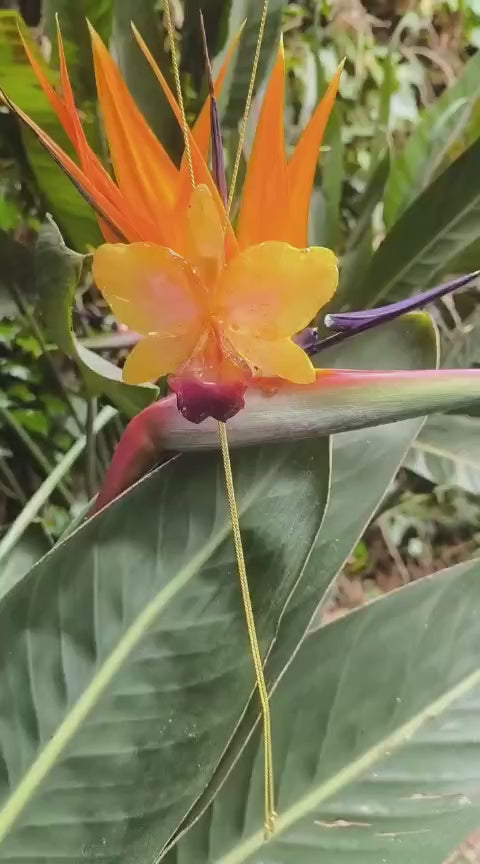 Collana con orchidea Cattleya giallo ambra inglobata in resina