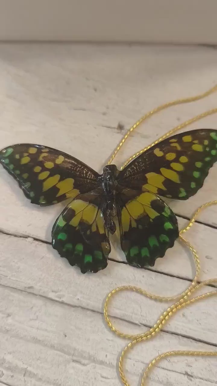 Collana con vera farfalla in resina e saliscendi in oro su bronzo regolabile